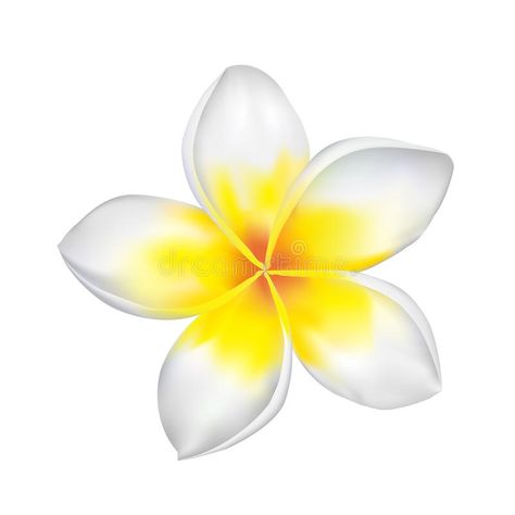 Frangipani. Vector illustration of an exotic frangipani flower isolated on white , #Affiliate, #illustration, #exotic, #Frangipani, #Vector, #isolated #ad Plumeria Drawing, Flores Plumeria, Frangipani Tattoo, Champa Flower, Simple Flower Drawing, Tattoo Maker, Plumeria Flowers, Quilt Square Patterns, Flower Sketches