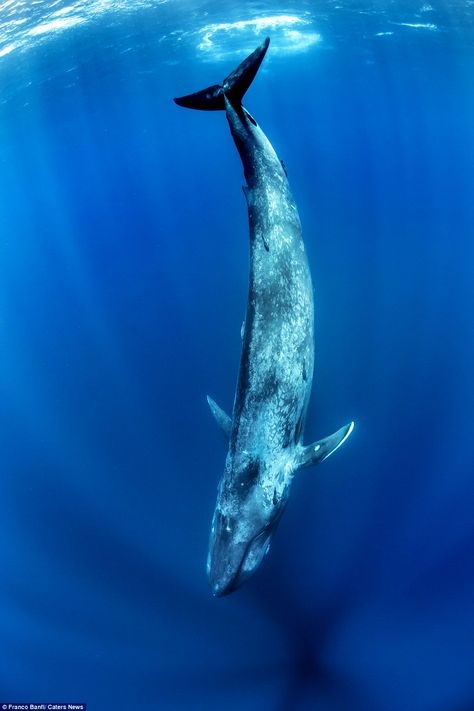 Having a whale of a time: The beautiful images show the whale plunging into the deepest depths of the clear blue sea Blue Whale Pictures, Whale Pictures, Sea Mammal, Blue Photography, A Whale, Deep Blue Sea, Endangered Animals, Blue Whale, Ocean Creatures