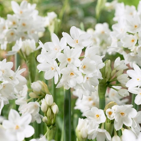 Paperwhite Narcissus Inbal White Perennial Flowers, Paperwhite Narcissus, Keeping Plants Alive, Plants For Beginners, Peace Lilies, Indoor Flowering Plants, Narcissus Flower, Growing Plants Indoors, Garden State