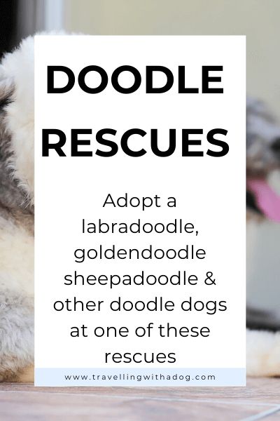 Types Of Doodles Dogs, Poodle Doodles, Morkie Dogs, Sheepadoodle Puppy, Labradoodle Goldendoodle, Poodle Mix Dogs, Puppy Stages, Doodle Dogs, Mini Goldendoodle Puppies