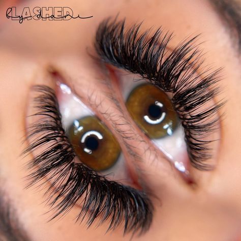 Lashed by Dani’s Instagram post: “I love the close ups where you can see all every layer😻 Set: Wet Look Style: Wispy Doll eye Lashes: .03 CC sizes 8-15mm Velvet mink…” Wispy Doll Eye, Wet Set, Eye Lashes, Doll Eyes, Wet Look, Look Fashion, Eyelashes, Close Up, Lashes