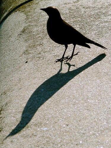 The direction of light determines how tall the bird's shadow is. Bird Shadow, Reflection Examples, Scary Birds, Light And Shadow Photography, Shadow Images, Blue Lighting, Shadow Photography, Photo Composition, Long Shadow