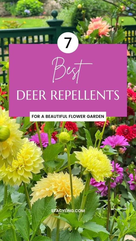 Looking for ways to grow a flower garden without deer eating your plants? If they are a problem in your beds, here are some effective deer repellents that will help protect your flower garden from damage. Protect Flowers From Deer, Deer Proof Flower Garden, Deer Resistant Flower Beds, Deck Garden Ideas Vegetables, Deer Resistant Annual Flowers, Deer Repellent Plants, Plants That Deer Will Not Eat, Flowers Deer Will Not Eat, Plants Deer Will Not Eat