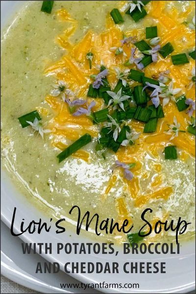 Lion's mane mushrooms are a gourmet and medicinal mushroom with proven brain-boosting benefits. Here's a simple, delicious lion's mane soup recipe you can make with fresh or dehydrated lion's mane mushrooms. #lionsmanemushrooms #lionsmanemushroomrecipe #foresttotable #foraging #medicinalmushrooms #tyrantfarms Lions Mane Soup, Lions Mane Mushroom Soup, Mushroom Board, Lions Mane Mushroom Recipe, Soup With Broccoli, Fungi Recipe, Mushroom Dishes, Mushroom Party, Mushroom Guide