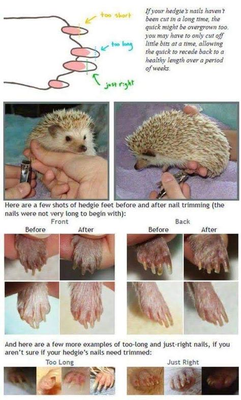 Aesthetic Hedgehog Cage, Hedgehog Enclosure, Hedgehog Cage Ideas, Hedgehog Nails, Hedgehog Pet Cage, Hedgehog Ideas, Hedgehog Bath, Hedgehog Supplies, Hedgehog Names