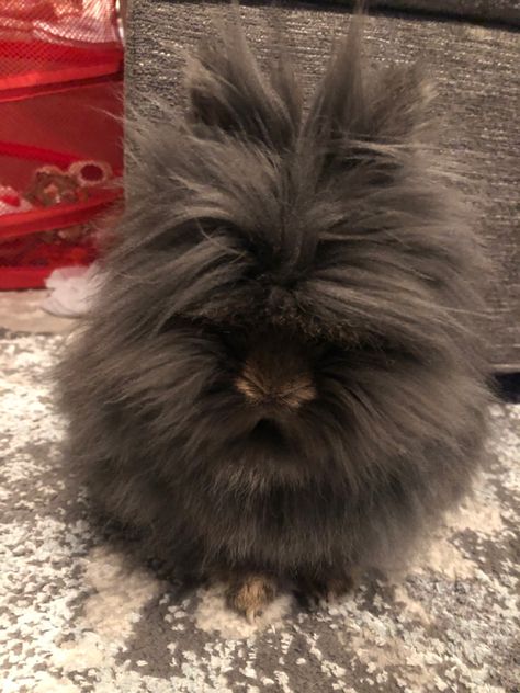 Lion Head Bunny Tattoo, Lion Mane Bunny, Lion Head Bunny, Lion Head Rabbit, Lion Head Rabbit Care, Black Lionhead Rabbit, Lionhead Bunny, Lionhead Rabbit, Bunny Mom