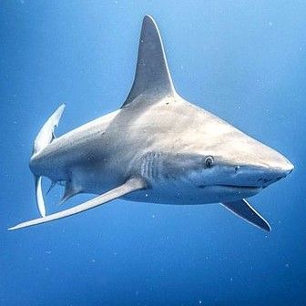 Sandbar Shark, Silly Photos, Sharks, Animals