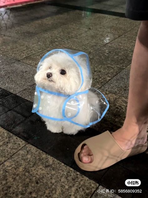 Home / X Baby Raincoat, Pet Guinea Pigs, Puppy Party, Baby Animals Funny, Cute Dogs And Puppies, 귀여운 동물, Cuteness Overload, Cute Bag