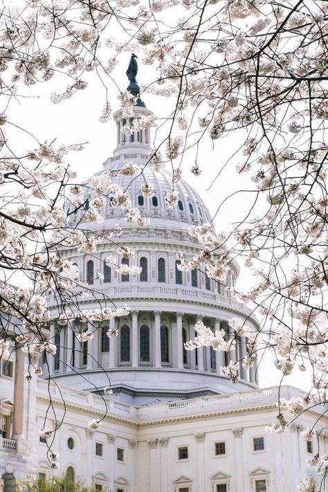 Government Aesthetic, Visiting Washington Dc, Arlington National Cemetery, Pink Images, Cherry Blossom Festival, History Images, National Cemetery, National Mall, Washington Monument