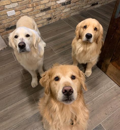 🅒🅗🅐🅡🅛🅘🅔 & 🅑🅞🅓🅘🅔 on Instagram: “Golden trio for the next couple of weeks while we wait for mom and dads new house to be ready! @stanthe_goldenman_” Three Dogs Aesthetic, Golden Life, Three Dogs, Golden Dog, Sweet Pic, Golden Retriever Puppy, Retriever Dog, Cute Cats And Dogs, Sweet Animals