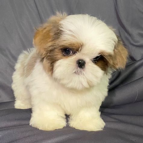 Billy, a Blue & White Male Shih Tzu Puppy 749688 | PuppySpot Burr Basket, Shitzu Dogs, Shih Tzu Puppies, Shih Tzu Puppy, Shih Tzu Dog, Shih Tzus, Going Home, Joy And Happiness, New Puppy