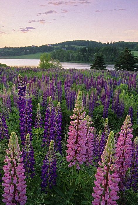 Lovely lupines and the lupine lady Cleopatra Beauty, Prince Edward Island Canada, Hooked Rugs, Prince Edward Island, Prince Edward, Anne Of Green Gables, Canada Travel, Nova Scotia, Beauty Secrets