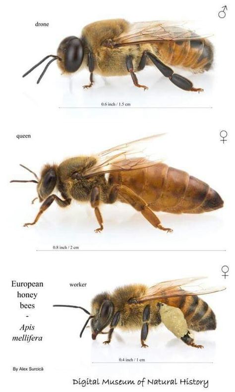 . Pictures Of Bees, Bee Hive Plans, Backyard Bee, Types Of Bees, Beekeeping For Beginners, Raising Bees, Backyard Beekeeping, Bee Boxes, Bees And Wasps