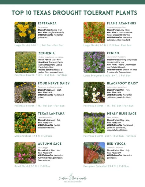 Texas Drought-Tolerant Plants (1).pdf Texas Full Sun Landscaping, Drought Tolerant Landscape Texas, Central Texas Native Plants, West Texas Landscape Ideas, Butterfly Garden Texas, Best Plants For Texas Weather, Texas Perennial Garden Flower Beds, Texas Plants Landscape, Zone 9 Landscaping Texas