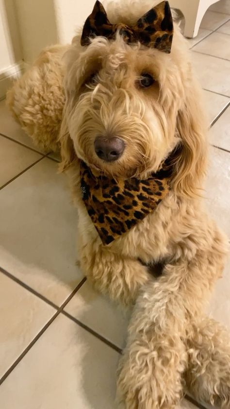 Honey|The Goldendoodle on Instagram: “✨I look like this..✨🍯🐻🐾 . Outfit| @withlovepawtique . . . . . . . . . #lonestardoodles #pups #f1goldendoodle #goldendoodles #groodle…” #goldendoodle #f1goldendoodle Goldendoodle With Bow, Goldendoodle Halloween, Golden Doodles, Dream Dog, Halloween Hair, Dog Stuff, Lone Star, Goldendoodle, Dog Food