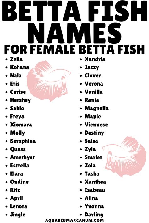 Dive into the world of unique female betta fish names with a list that's as colorful and vibrant as they are! Discover names inspired by nature, mythology, and more. You'll find the perfect moniker for your finned friend in no time. Betta Fish Names, Nature Mythology, Female Betta Fish, Goldfish Names, Fish Names, Names Starting With C, Female Betta, Funny Fish, Beta Fish