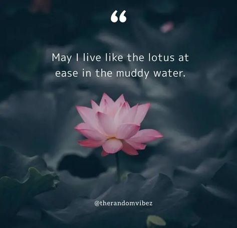 70 Lotus Flower Quotes To Inspire New Beginnings Meaning Of Lotus Flower, Lotus Quotes, Lotus Flower Quote, Lotus Quote, Blossom Quotes, Flower Lyrics, Flower Quotes Inspirational, Lotus Flower Meaning, New Life Quotes