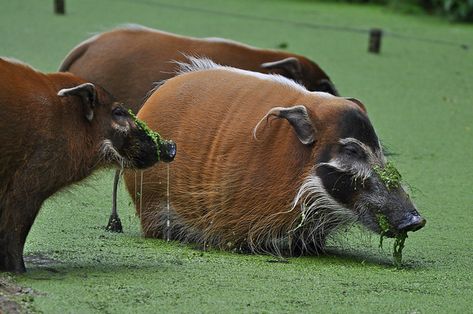 Red River Hog, Elephant Shrew, Elephant Photography, Prehistoric Wildlife, Animal Antics, Bear Pictures, Unusual Animals, Paper Animals, Pretty Animals