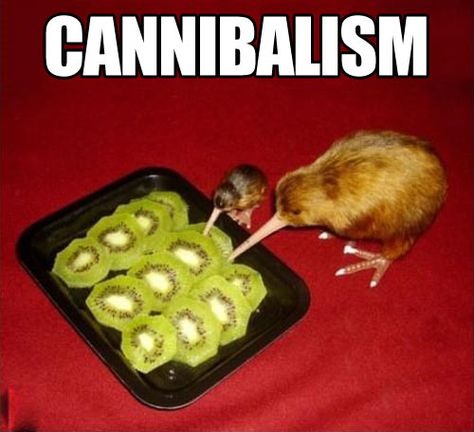 Kiwi eating kiwi... Dump A Day, Clean Humor, Laughing So Hard, Funny Pins, Animal Memes, Bones Funny, Funny Cute, Kiwi, Really Funny