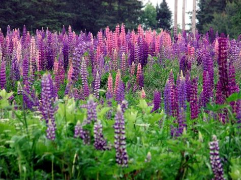 maine's wild flowers | Maine Lupines...Some Kind Of Pretty Wild Flowers. Maine Lupines, Getting A House, Maine Flowers, Houlton Maine, Flower Tat, Home Financing, Maine Coast, Garden Boxes, Flower Field