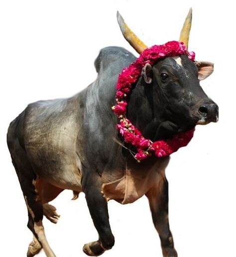 Jallikattu Kaalai Hd Images, Pongal Images, Bull Images, Wedding Photo Background, Animals With Horns, Situation Quotes, Android Wallpaper Blue, Album Artwork Cover Art, Happy Navratri Images