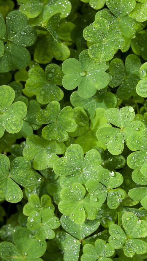 St Patrick's Day Wallpaper, Enchanting Wallpaper, Symmetry Photography, Leaves Wallpaper Iphone, Green Vibe, Clover Field, St Patricks Day Wallpaper, Lucky Leaf, Day Wallpaper