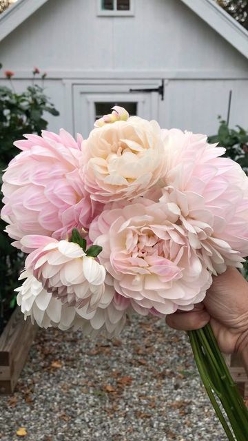 Dahlia Kelgai Ann, Kelgai Ann Dahlia, Dalia Flower, Pink Flower Bouquet, Flower Business, Cut Flower Garden, Beautiful Water, Wedding Flower Inspiration, Dahlia Flower