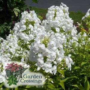 Tall Phlox, Proven Winners Perennials, Garden Perennials, Phlox Paniculata, Flowering Perennials, Long Blooming Perennials, Gardening Zones, Garden Calendar, Hummingbird Flowers