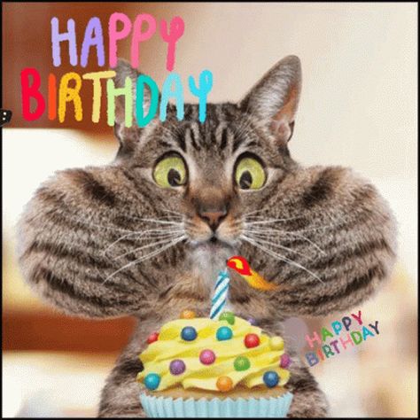 Happy Birthday GIF - Happy Birthday Cat - Discover & Share GIFs Happy Birthday Meme Gif, Happy Birthday Cat Images, Funny Happy Birthday Gif, Birthday Gif Images, Birthday Animated Gif, Happy Birthday Funny Cats, Happy Birthday Gif Images, Happy Birthday Animals, Happy Birthday Gif