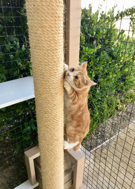 VIDEO: Sisal Rope Climbing Pole Mashup - Custom Catios Rope Climbing, Outdoor Shelves, Cat Castle, Jackson Galaxy, Toluca Lake, Diy Cat Toys, Cat Enclosure, Indoor Cats, Sisal Rope