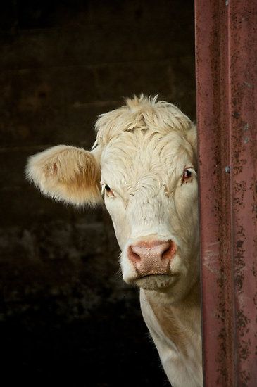 .cow Red Barn Door, Regard Animal, Farm Scenes, I Love Cows, Fluffy Cows, Cow Pictures, Cow Calf, Cow Painting, White Cow