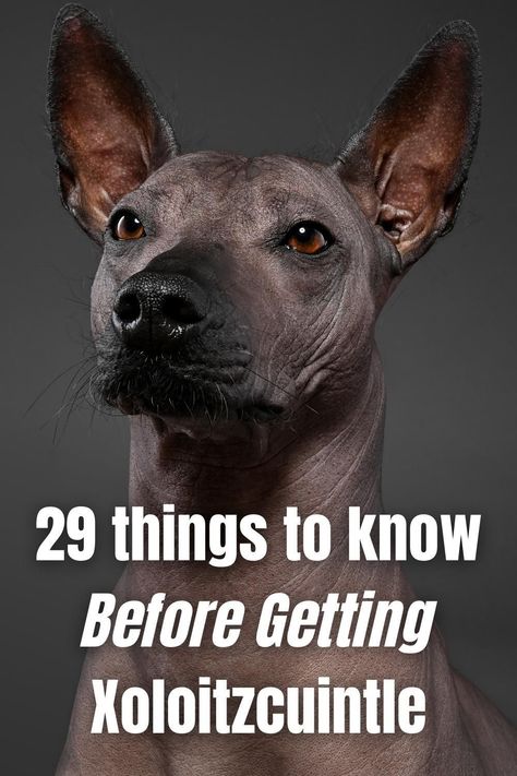 Mexican Dog Breeds, Xoloitzcuintli Dog, Xolo Dog, Peruvian Hairless Dog, Mexican Hairless Dog, Rare Dogs, Hairless Dog, Clever Dog, Rare Dog Breeds