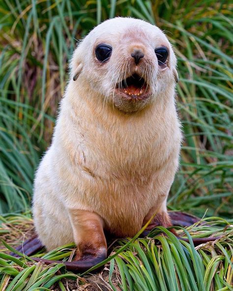 Home / Twitter Hawaiian Animals, Paul Nicklen, Baby Sea Lion, Fur Seal, Wildlife Day, Seal Pup, Baby Seal, Sea Lion, Sea Animals