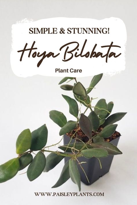 Also known as a Wax Plant or Wax Flower, the Hoya Bilobata adds a beautiful touch to any space with its glossy green leaves! If you're thinking of adding one to your houseplant collection, this ultimate guide has all you need to know to grow one to its fullest potential! Hoya Bilobata, Scale Insects, Insecticidal Soap, Wax Flowers, Liquid Fertilizer, Small Leaf, Growing Indoors, Organic Matter, Plant Needs