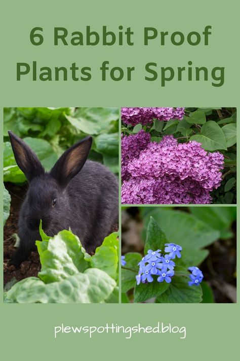 Campanula Plant, Keeping Rabbits, Rabbit Resistant Plants, Cottage Garden Borders, Wild Bunny, Fall Flowers Garden, Spring Gardens, Shade Loving Perennials, Planting Design