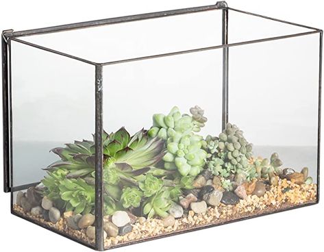 AmazonSmile : NCYP Rectangle Cuboid Desk Clear Glass Geometric Terrarium Box with A Lid Tabletop Succulent Air Plant Moss Fern Planter Black Flower Pot 4 x 4.87 x 6.75 inch（No Plants） : Garden & Outdoor Glass Box Ideas, Large Glass Terrarium, Plants For Office, Fern Planters, Terrarium Lamp, Desk Clear, Crystal Terrarium, Succulents Terrarium, Gardening Containers