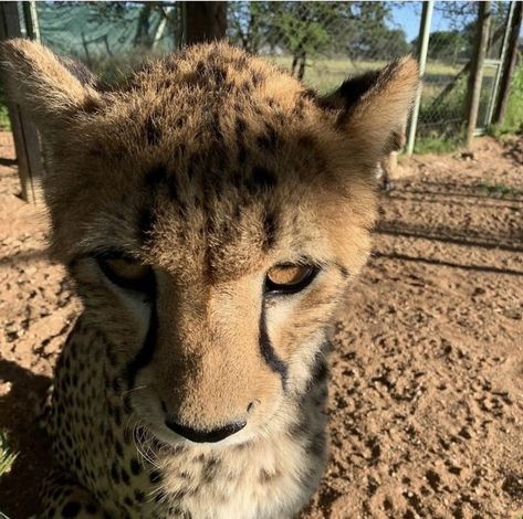 Animals Chilling, Cheetah Cute, King Cheetah, Fav Animal, Animal Reference, Baby Leopard, Pretty Animals, Animal Photos, Cheetahs