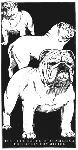 An Illustrated Guide to the Bulldog Standard, English Bulldog Standard, English Bulldog Colors, English Bulldog Size Uga Mascot, English Bulldog Illustration, Inspirational Animal Quotes, English Bulldog Art, Baby Bulldogs, Bulldog Drawing, Dog Pens, Bulldog Tattoo, Bulldog Artwork