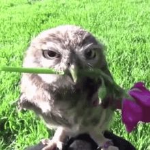 Cute Owl GIFs | Tenor Owls Cute, Owl Videos, Owl Laughing, Owl Gifs, Cute Gifs, Owl Meme, Owl Pet Aesthetic, Funny Owls, Funny Owl Memes