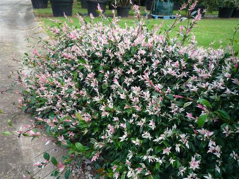 trachelospermum asiaticum 'tricolor' Trachelospermum Jasminoides, Chinese Star, Cheap Plants, Jasmine Plant, Ground Covering, Star Jasmine, Small Shrubs, Tri Colour, Fragrant Plant