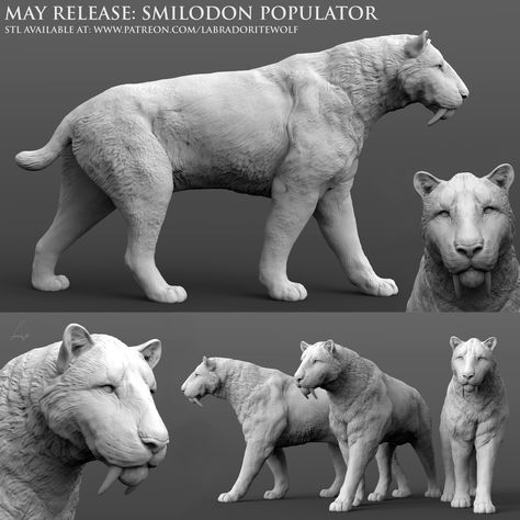 STL file Smilodon populator, Saber-Toothed Tiger (walking)・3D printing idea to download・Cults Saber Toothed Tiger, Tiger Walking, Walking Poses, Wild Shape, Extinct Species, Pathfinder Rpg, Extinct Animals, Animal Species, Stl Files