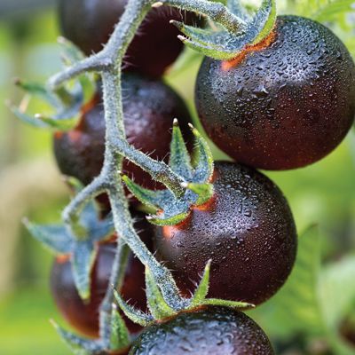 Indigo™ 'Blue Berries' (Photo: Territorial Seeds) Pear Tomatoes, Tomato Disease, Tomato Seed, Cherry Tomato Plant, Determinate Tomatoes, Blue Berries, Home Grown Vegetables, Purple Tops, Heirloom Vegetables