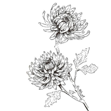 I love how chaotic but organiced the chrysanthemum petals look, so I made a drawing on my sketchbook. #beautiful #nature #art #sketch #ink #tattoo #flowers Easy Chrysanthemum Drawing, Chrysanthemums Drawing, Chrysanthemum Drawing Simple, Chrisantemum Tattoo, Chrysanthemum Sketch, Chrysanthemum Flower Drawing, Chrysanthemum Drawing, Beautiful Nature Art, Chrysanthemum Flower Tattoo