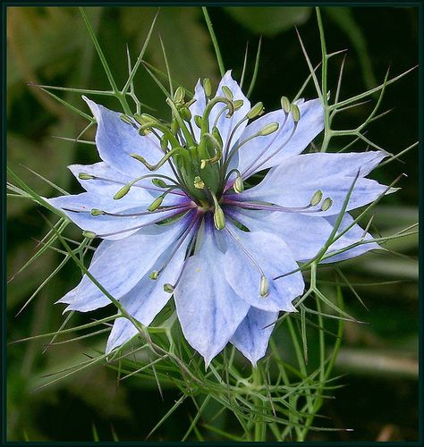 Love in the mist...Blue Nigella  I really love this reseeder Blue Nigella, Nigella Damascena, How To Make Magic, Music Events, Spring Ideas, Grade 8, Rare Flowers, All Flowers, Exotic Flowers