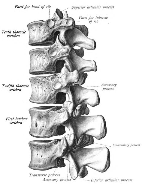 Tattoo Drawings Sketches, Bony Landmarks, Anatomical Illustration, Medical Images, Thoracic Vertebrae, Anatomy Images, Anatomy Bones, Skull Anatomy, Skeleton Anatomy