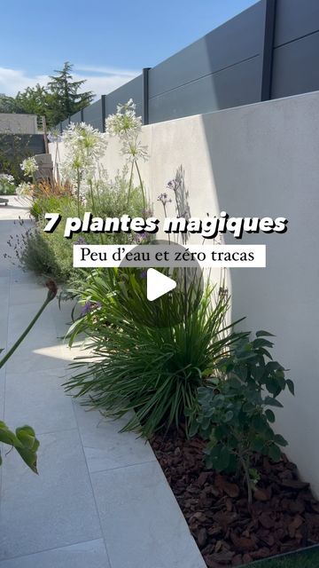 Doriane Cassar on Instagram: "🌿 Le choix de mes plantes dans ma jardinière intégrée à la terrasse🌿  Je voulais des plantes aux racines peu envahissantes, demandant peu d’eau et d’entretien. Exposée plein nord-est avec beaucoup de vent, il fallait aussi qu’elles soient résistantes mais vous pouvez aussi les planter sur les exposition Sud/Est/ouest sans problème.  ⚠️J’ai fais une erreur sur la lavande dentée car je ne l’ai jamais taillée 🫣 il faut vraiment que je la rattrape cette année car elle n’est pas très jolie.   Depuis que je les ai plantées, elles ont bien poussé et je ne regrette aucun de mes choix. Et vous, qu’en pensez-vous ? Vous validez ?  J’espère vous avoir inspiré. ☺️  Pense à t’abonner et à enregistrer si ce n’est pas déjà fait 😉  Jardin - plantes - maison   #jardin #pay Fatsia Japonica, Aromatic Plant, Ibiza, Home And Garden, Exterior, Plants, Design