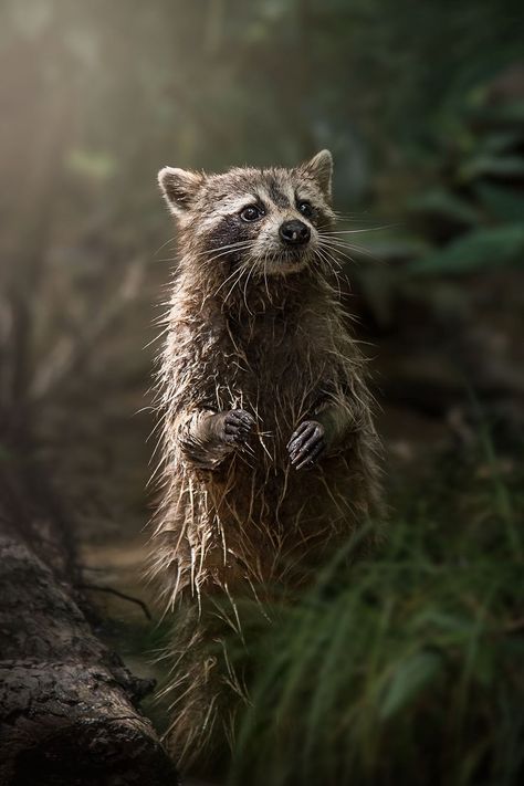 Swamp Raccoon, Natural World Finalist Animals Photography, Cute Raccoon, Nature Photographs, Primates, Wild Life, Animal Planet, Photography Nature, Animal Photo, Nature Animals