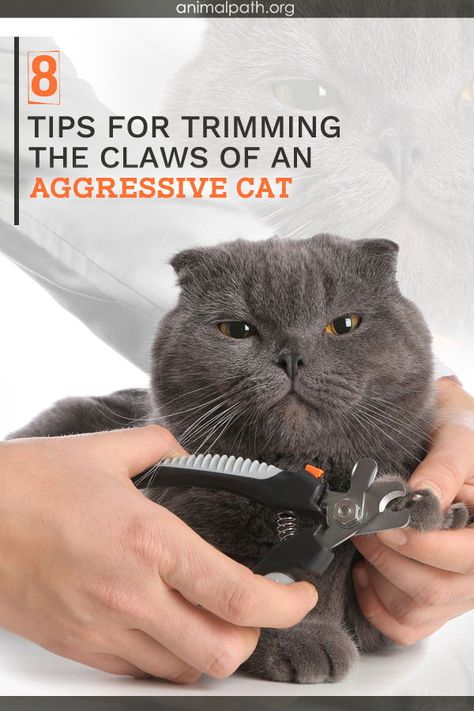 Clipping Cat Nails, Aggressive Cat, Trim Cat Nails, Cat Health Problems, Cat Grooming Tools, Cut Cat, Cat Ages, Ingrown Nail, Cat Shedding