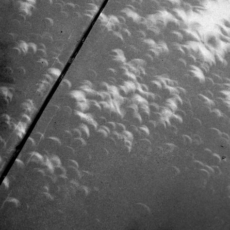 Solar Eclipse Shadow Play | Out of My Write Mind Solar Eclipse Shadows, Solar Eclipse Aesthetic, Eclipse Shadow, Eclipse Aesthetic, Solar Eclipse Photography, Eclipse Photography, Eclipse Solar, Ash Tree, Shadow Play