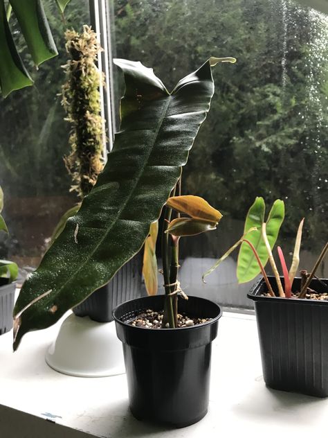 Philodendron atabapoense finally put out the first leaf since I received it, sadly the vendor damaged the growing leaf tip and only half of the leaf developed. Hopefully the next one comes in unscathed. P. billietiae can be spotted in the background with some new growth too. #philodendronatabapoense #philodendronbillietiae #philodendron Philodendron Atabapoense, Plants Wishlist, Decorative Plants, Fairy Homes, Philodendron Plant, Greenhouse Plants, The Leaf, Shade Plants, Sustainable Lifestyle